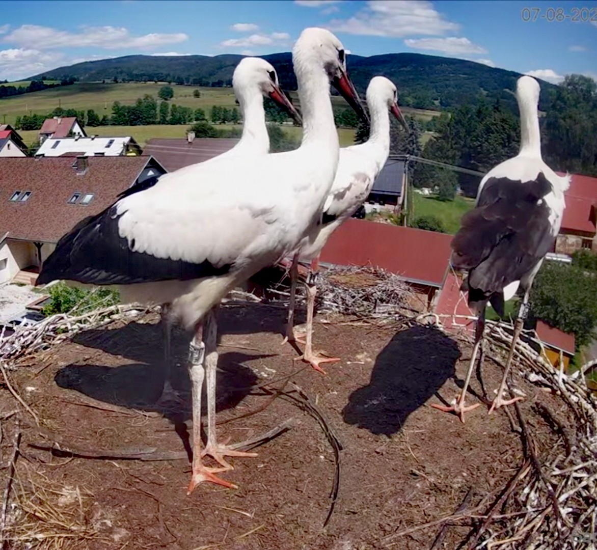 livebirdspoland_05157df8b2b409a2a815a4924b2bf714.jpg
