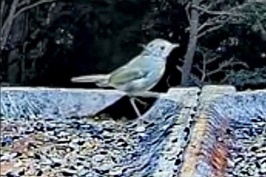 livebirdspoland_4eb0930846290dadf3f46395c475a5b0.jpg