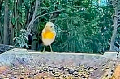 livebirdspoland_236d2eef4ba552854689aa0ebb51466e.jpg