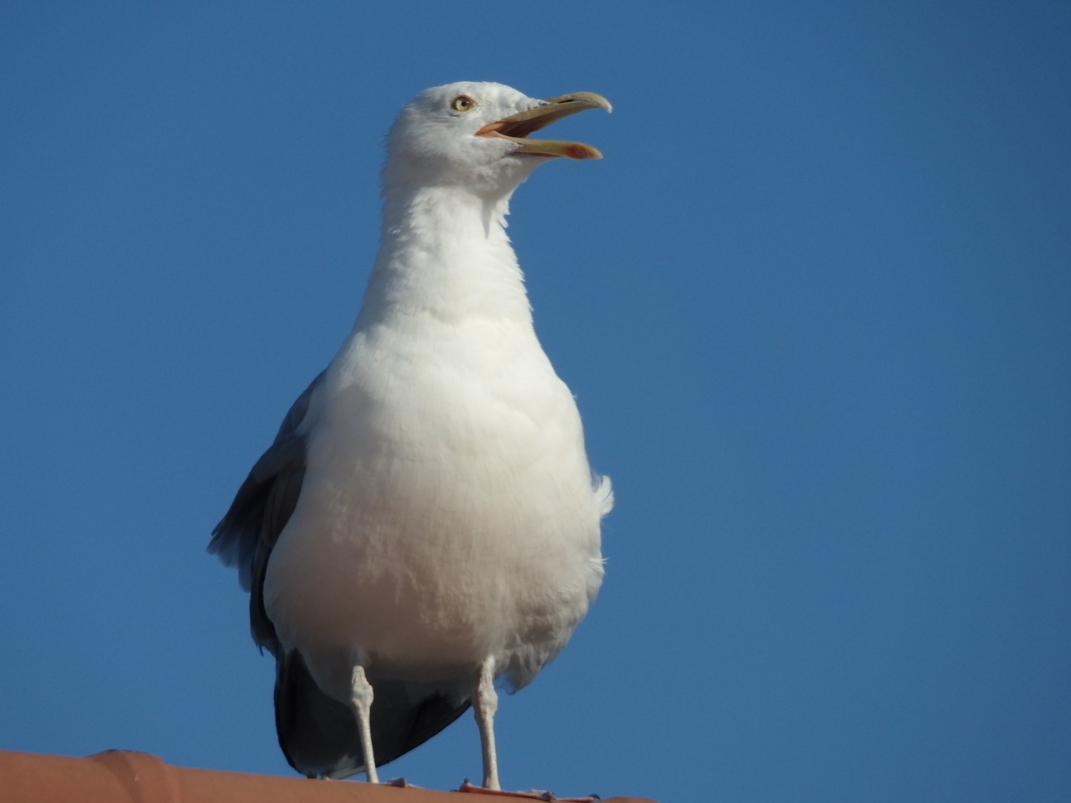 livebirdspoland_504d3a4fa8963109076bf71a8196476e.jpg