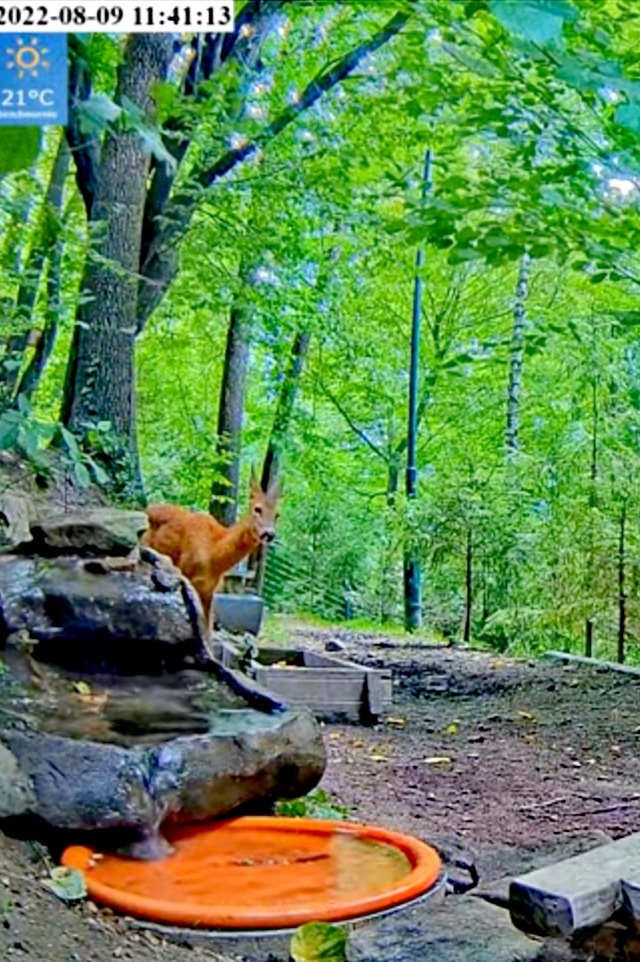 livebirdspoland_7ef64e3c057d38a44a5409b3f907ddfd.jpg
