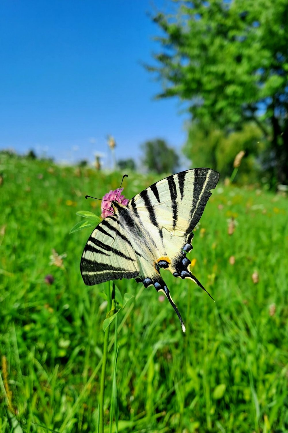 livebirdspoland_f54b8b7ce84058665a6c63af169e3280.png
