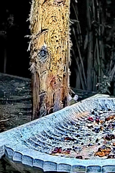 livebirdspoland_0a18fd0d45b47fecd545b2fe5235ce4d.jpg