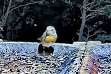 livebirdspoland_1e1875655fbfe670a16c2d22b929232f.jpg