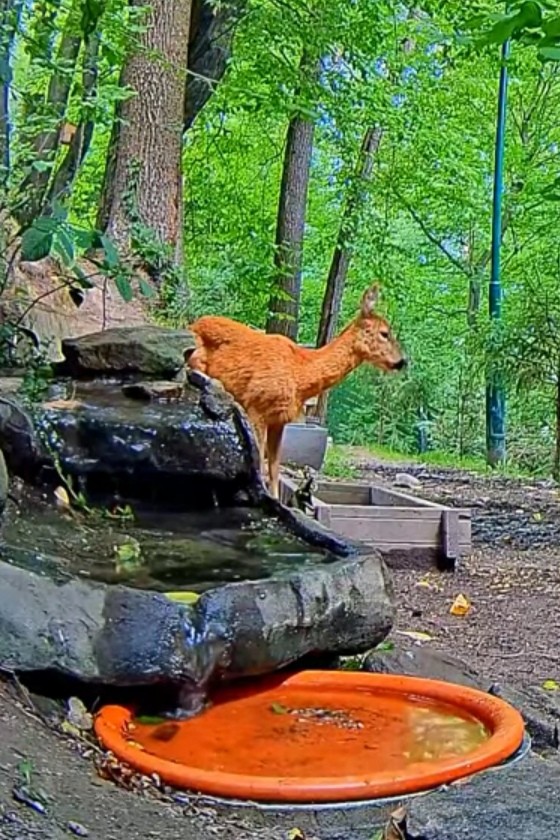 livebirdspoland_bd0ffde815790c73944402b27cd28f53.jpg