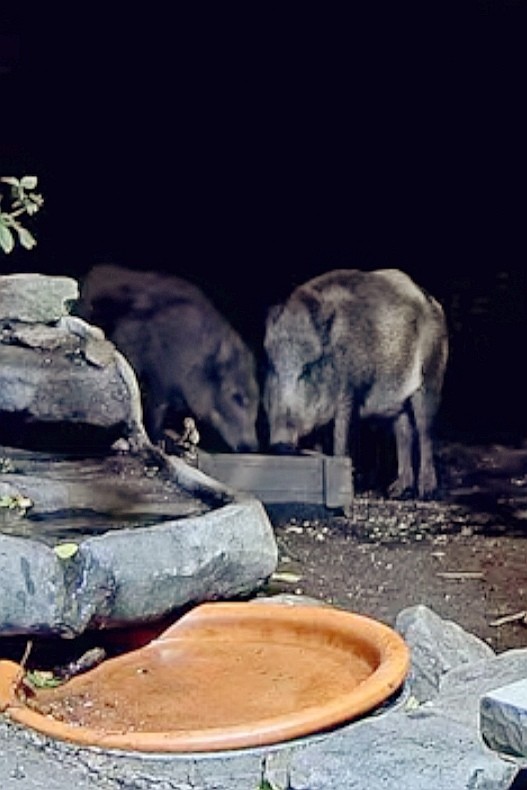 livebirdspoland_cdbab7247b8003ca9c7b54cb2c280741.jpg