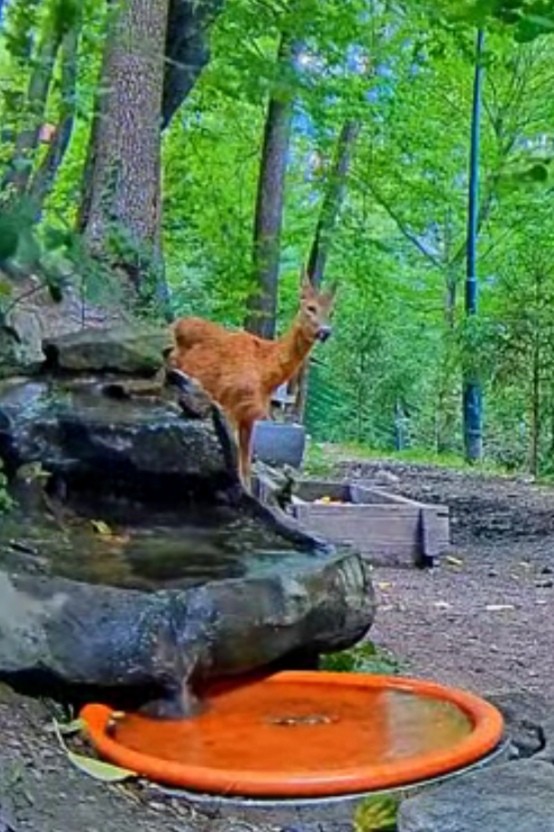 livebirdspoland_c9750934bc49a8f82e76e78e53d2726b.jpg