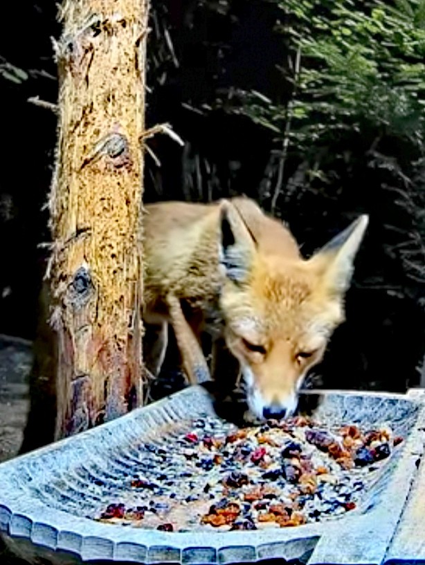livebirdspoland_be888d67f198455e2a8e4618c49dbbc4.jpg