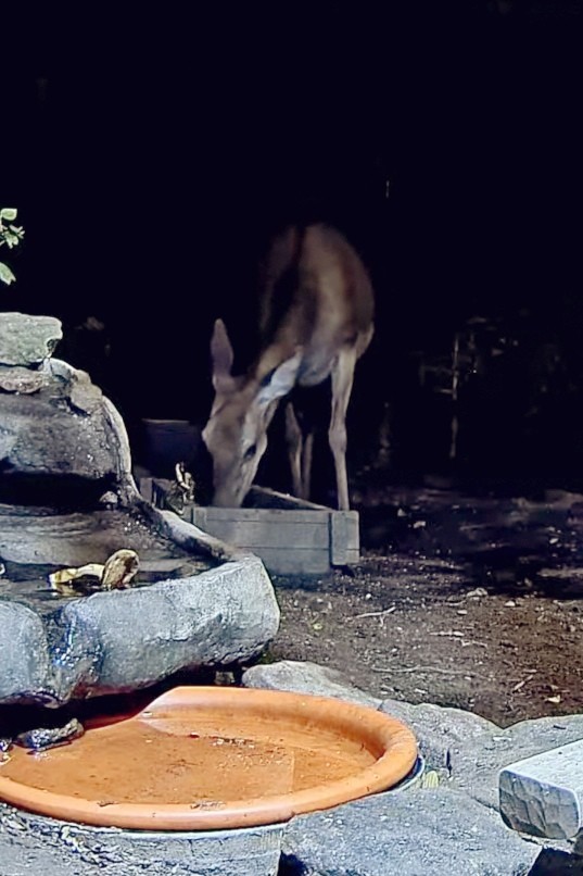 livebirdspoland_f77d8a308e2847e95e67d79c14dfd00f.jpg