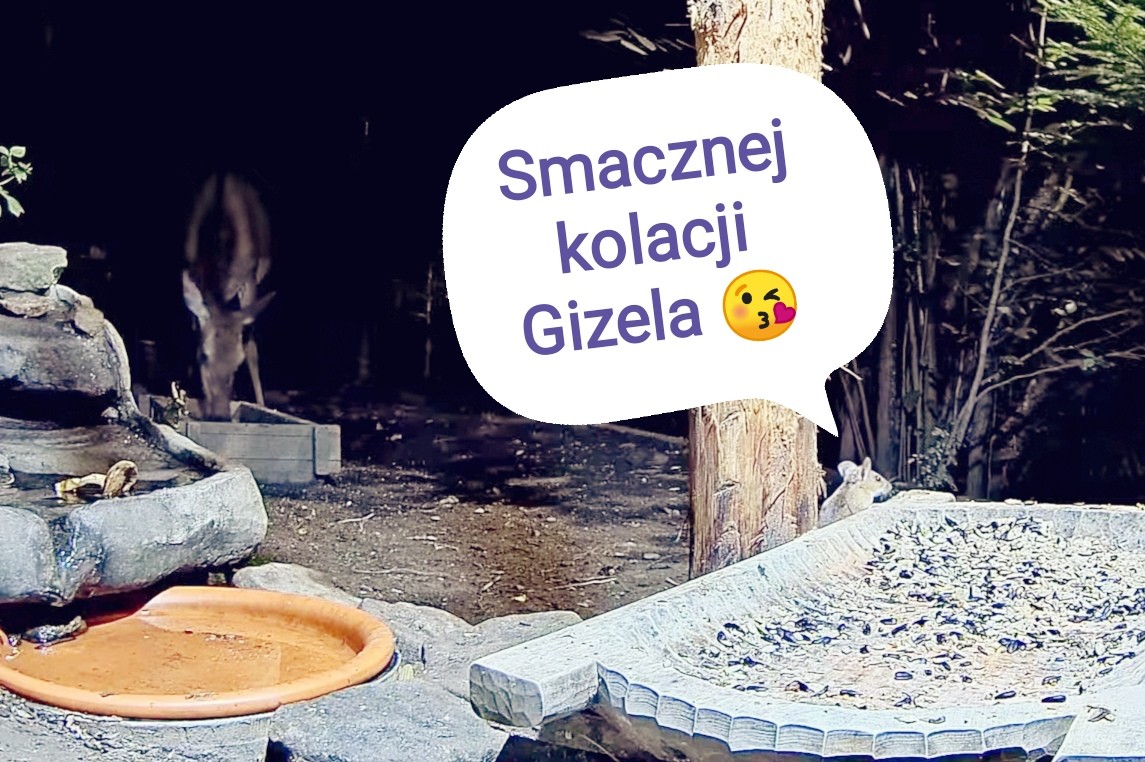 livebirdspoland_b000998b87951d6e6ce86ef04fe8c416.jpg