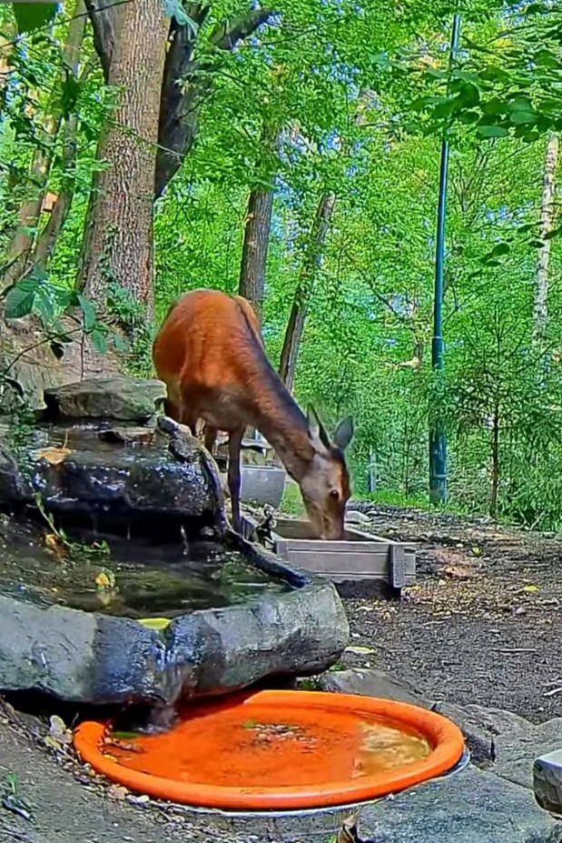 livebirdspoland_124e2589d30579b7ba0ef7f55c2515e7.jpg