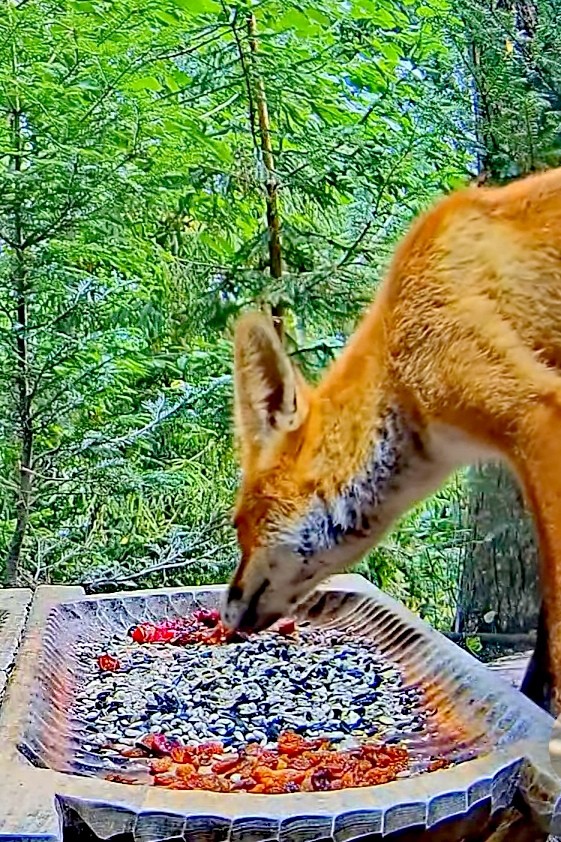 livebirdspoland_45ed4b21a7d8541ff6e4729e3f7cf75c.jpg