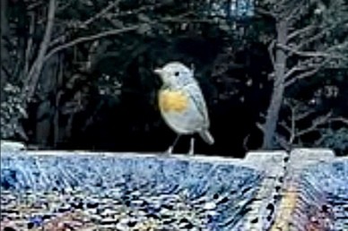 livebirdspoland_2d44124984fdbdf30de323de8c8a6308.jpg