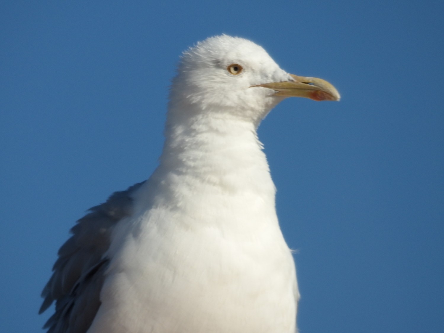livebirdspoland_8de61ded5b36c7d61a72692fe13f54b2.jpg