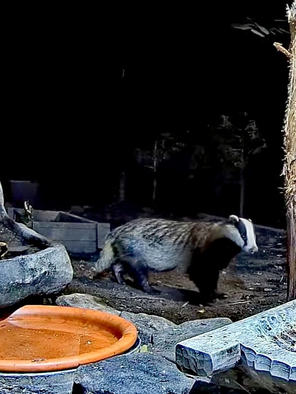 livebirdspoland_8b1bcc51326f42852121fde256b11d5b.jpg