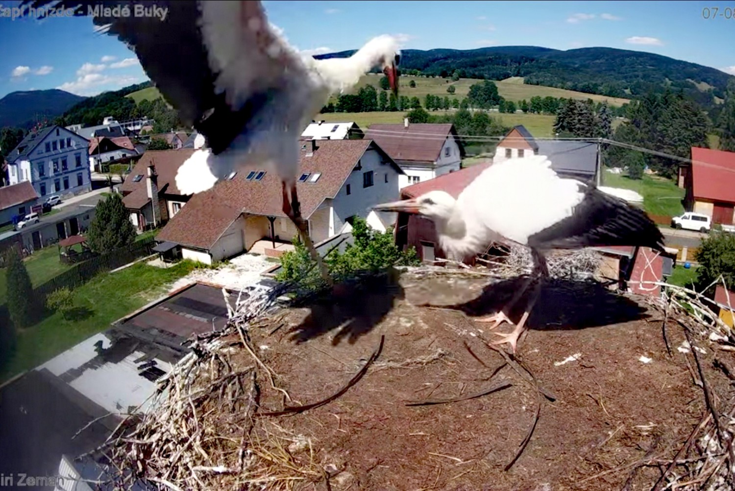 livebirdspoland_cee222d5cc5845771e25baf779a6c632.jpg