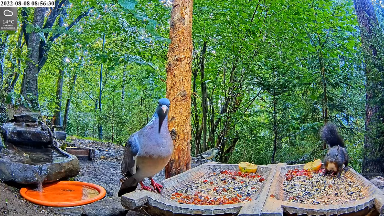 livebirdspoland_ac4130cfc8bc2130ce1ece5f0e9da8d4.png