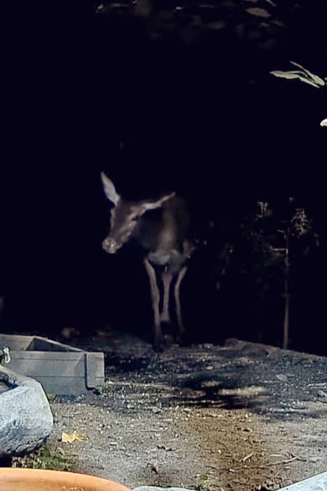 livebirdspoland_9a81f71c040595800bdb52f2fdf523dc.jpg