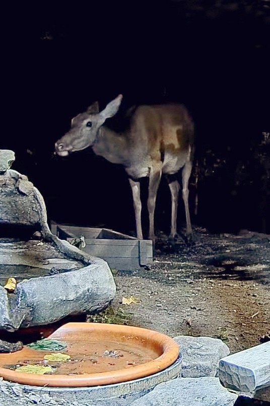 livebirdspoland_16f6c2499fdf2576775317ec443a63b7.jpg