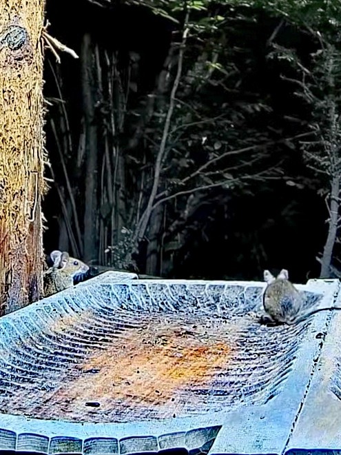 livebirdspoland_d05b2d2c12de3ea96d6c34761168bd83.jpg