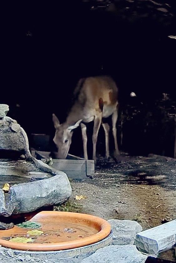 livebirdspoland_009588c30fd94fe7830259791acf742c.jpg