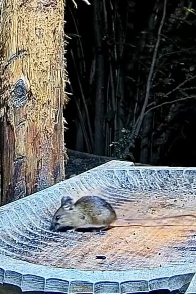 livebirdspoland_43779c76d0695206ccc5bb45481b1841.jpg