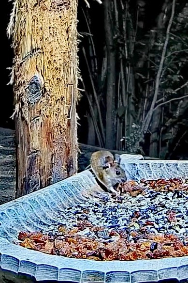 livebirdspoland_f374824d96bde5a320a8c33a9e6007ee.jpg