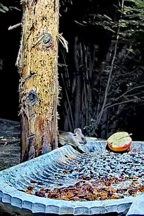 livebirdspoland_54da9e07d32d62fe7cec49524566f689.jpg