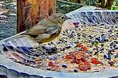 livebirdspoland_1e0a2e6f665e62efa1820da291c1fcfc.jpg