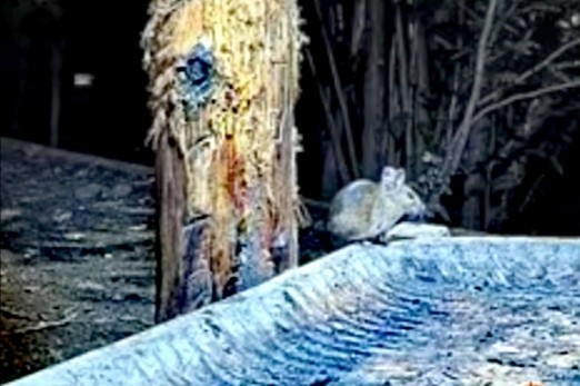 livebirdspoland_387e3daf708c61eabaa80df2a03ef0c8.jpg