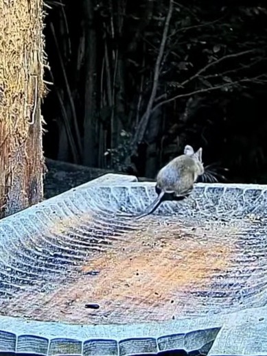 livebirdspoland_7b331ba829040db36b3ac8e01c781d40.jpg