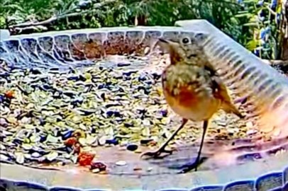livebirdspoland_b1a67ecfc2f93d88fd74c71eda3af99a.jpg