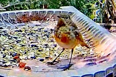 livebirdspoland_472f68c06fe9c2615feff811c90840f3.jpg