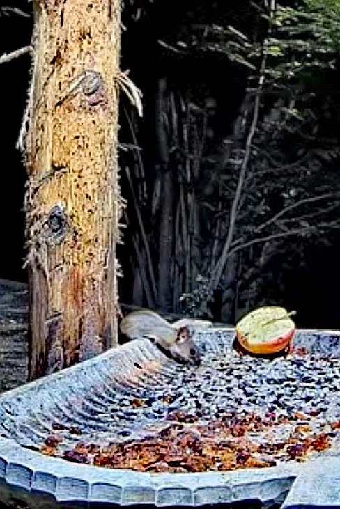 livebirdspoland_2cd4f0ef916feacdc38f3cd53b34f7ef.jpg