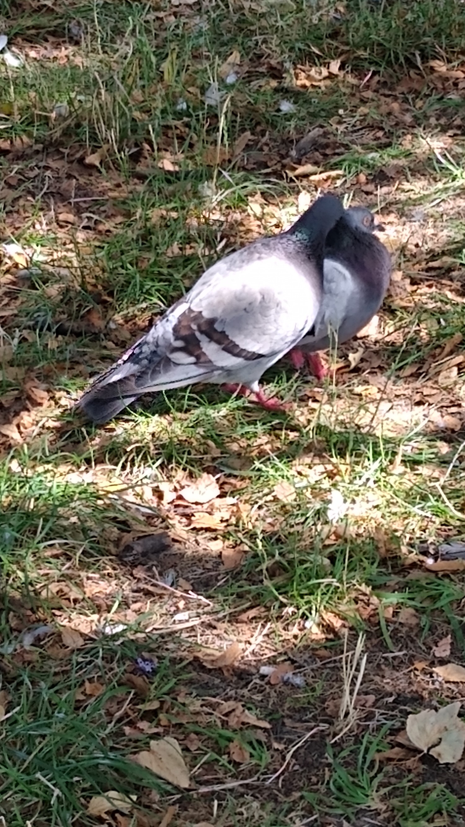 livebirdspoland_ecd0618ba26e048782704350f7c1d018.jpg