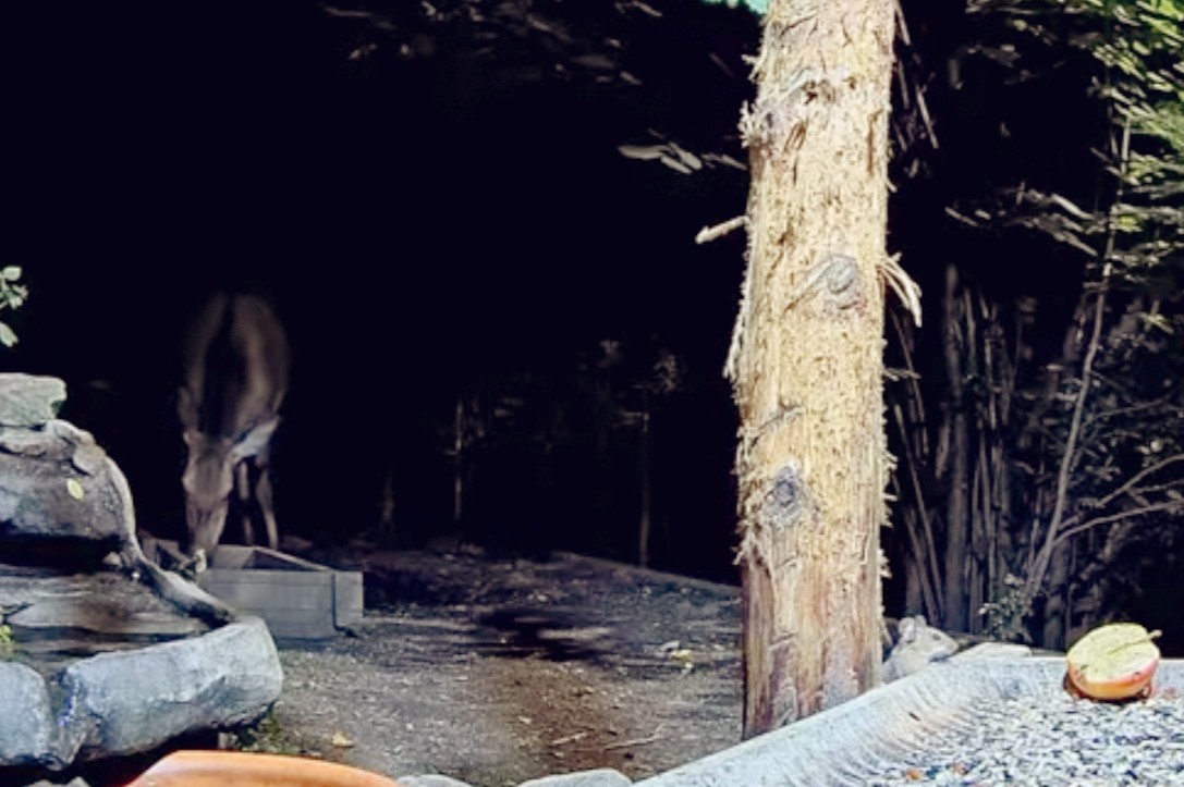 livebirdspoland_0304a25f7e98d25b4c679cfc35f51cb0.jpg