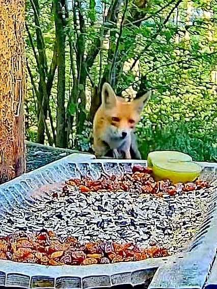 livebirdspoland_d4533f982d545b0cfe48b4a3182903ad.jpg