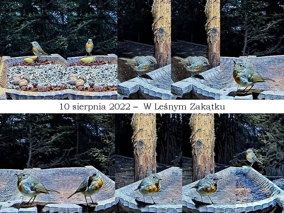 livebirdspoland_6c198e245e92b9c93816d16056f3dfac.jpg