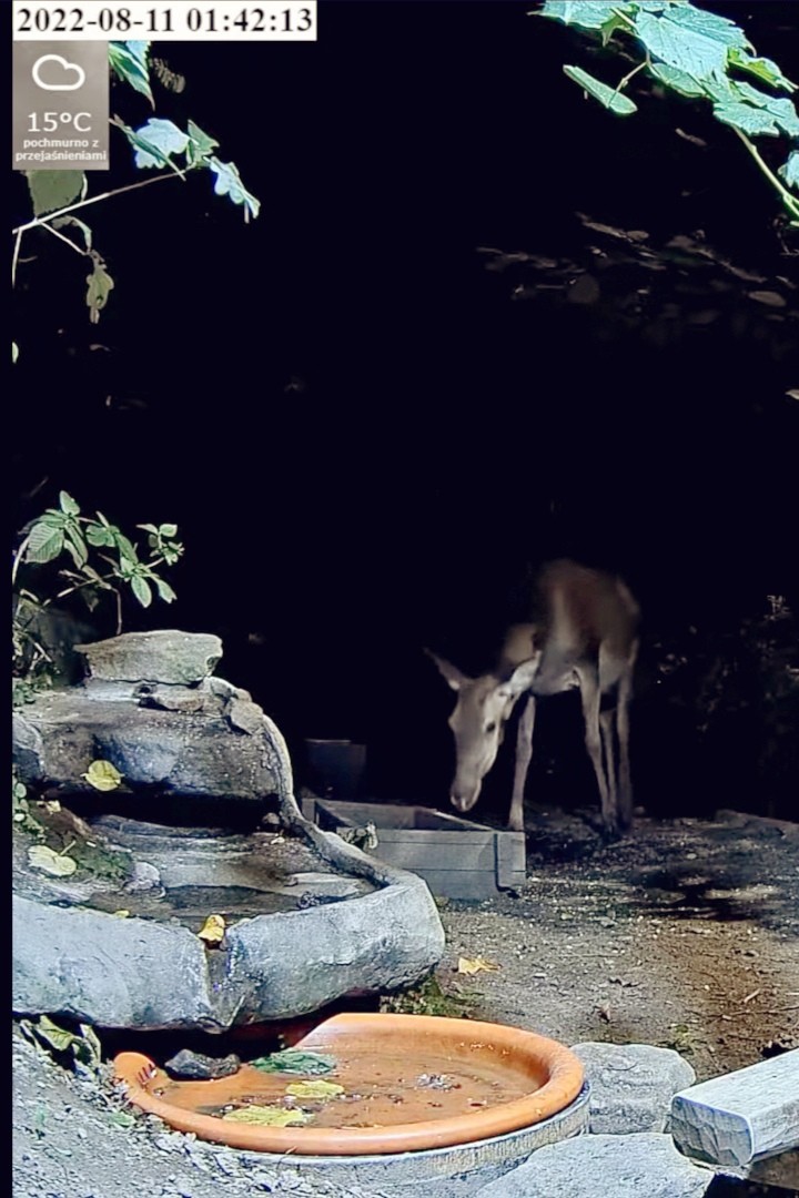 livebirdspoland_32f2205dde25ea14a0055c7a704f86a7.jpg