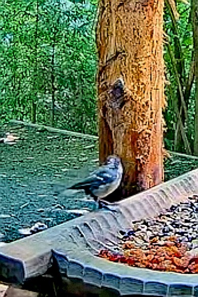 livebirdspoland_b430739881623b1951f1766b57066406.jpg