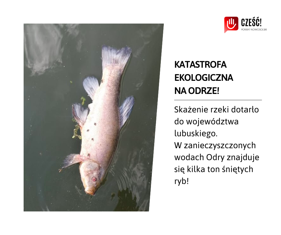 livebirdspoland_7cede4ab9e4b3e7efd5b53d6e0923809.png