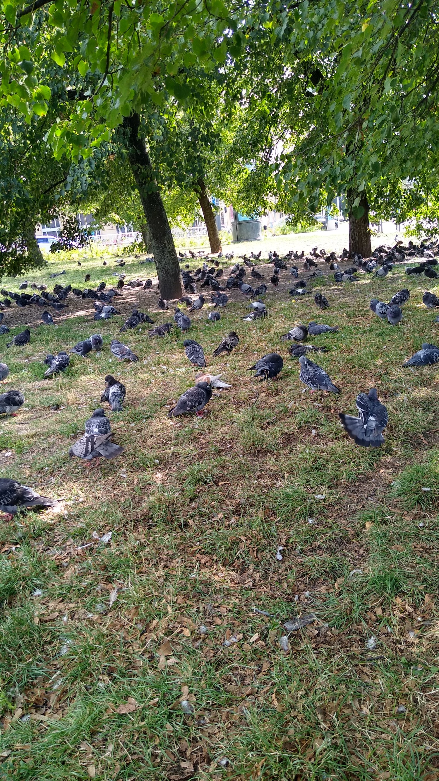 livebirdspoland_1268425971e8a6a8ea9d1aba18b9799b.jpg