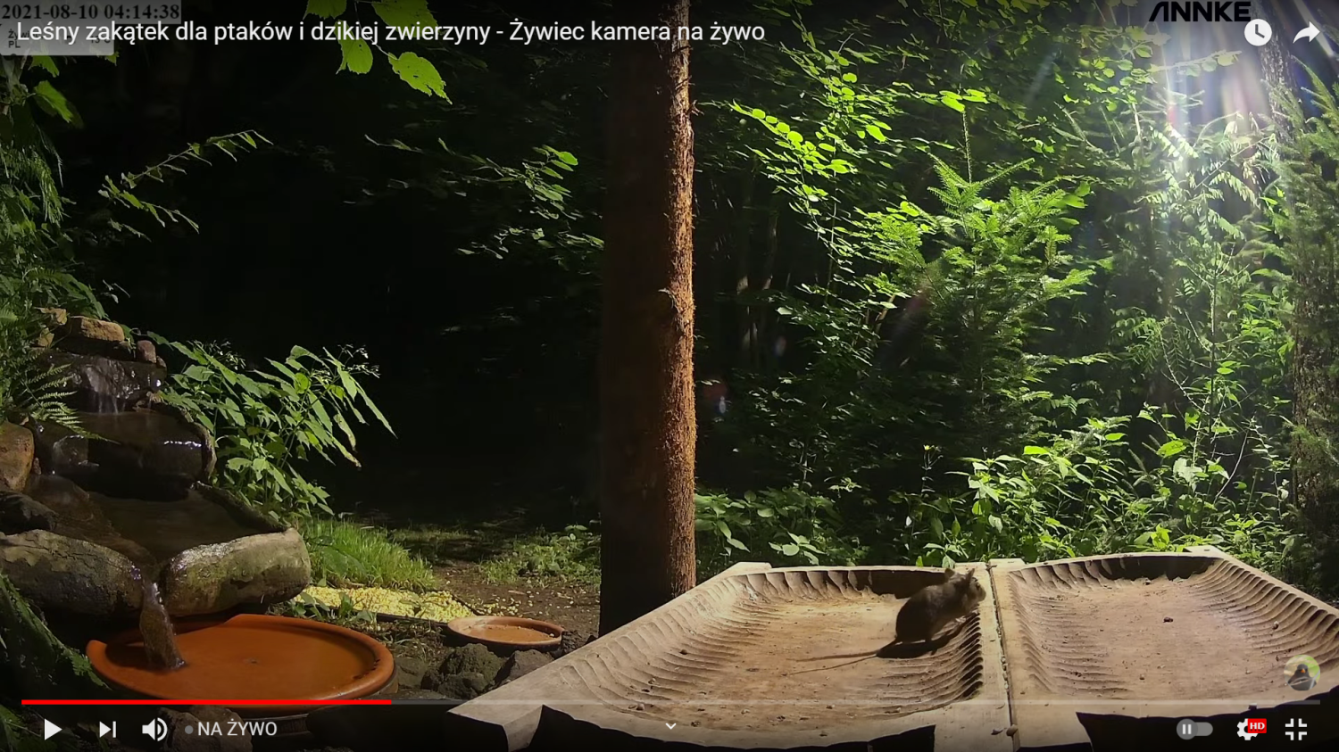 livebirdspoland_8881d7d0986dcb1f69e4911553de34b1.png