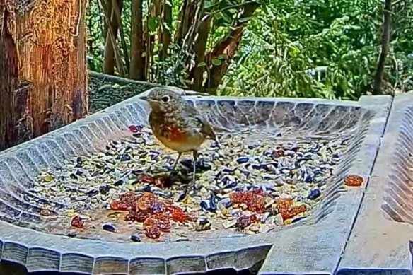 livebirdspoland_bb6c56a0d021bb0fa2713eb3e94ef11c.jpg