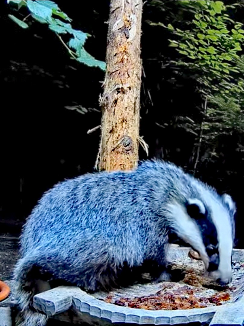 livebirdspoland_16c0b9734975a93926f2d8922856da98.jpg