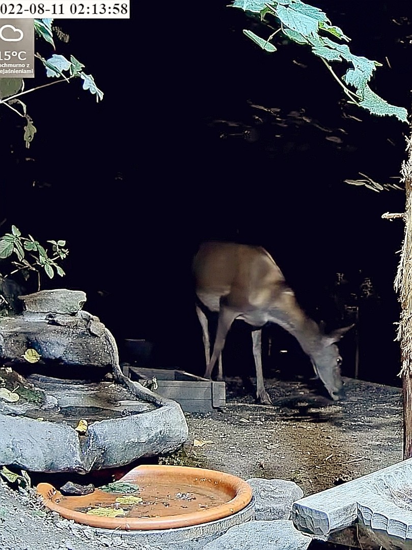 livebirdspoland_bc4addd02f4b655c4d3b731bd86810a5.jpg
