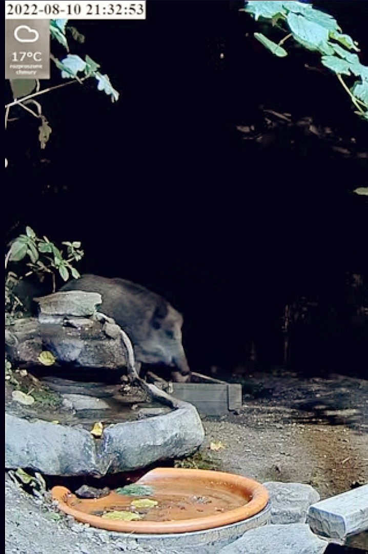 livebirdspoland_3ce4188ff84770ee88a7ea5f0cef72b6.jpg