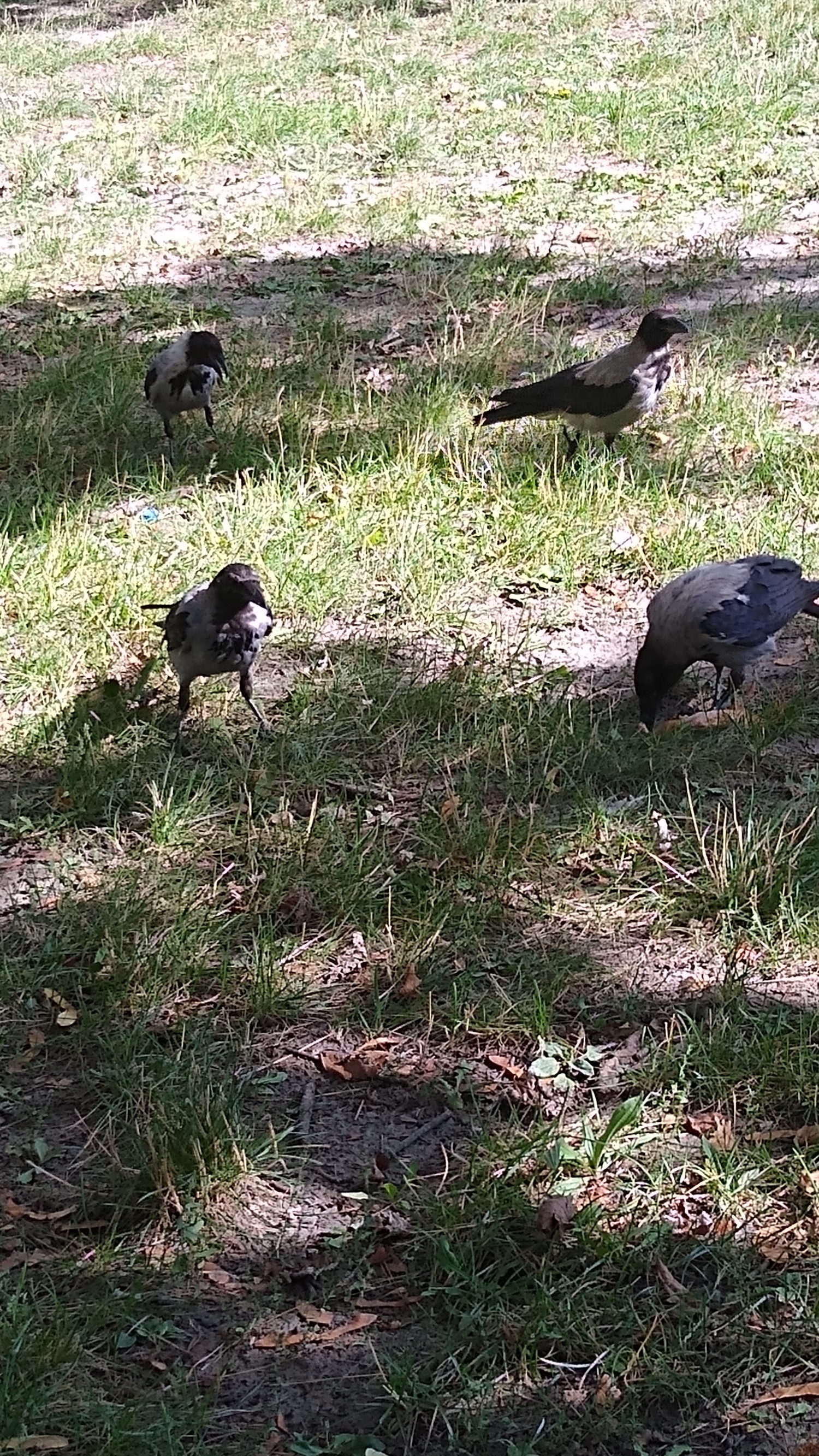 livebirdspoland_32f735cce4204831fb5daa7fde7f7d6b.jpg