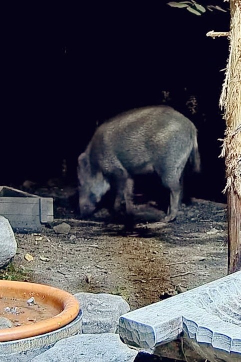 livebirdspoland_f71c091c1f2a42134633e59537ebadf1.jpg