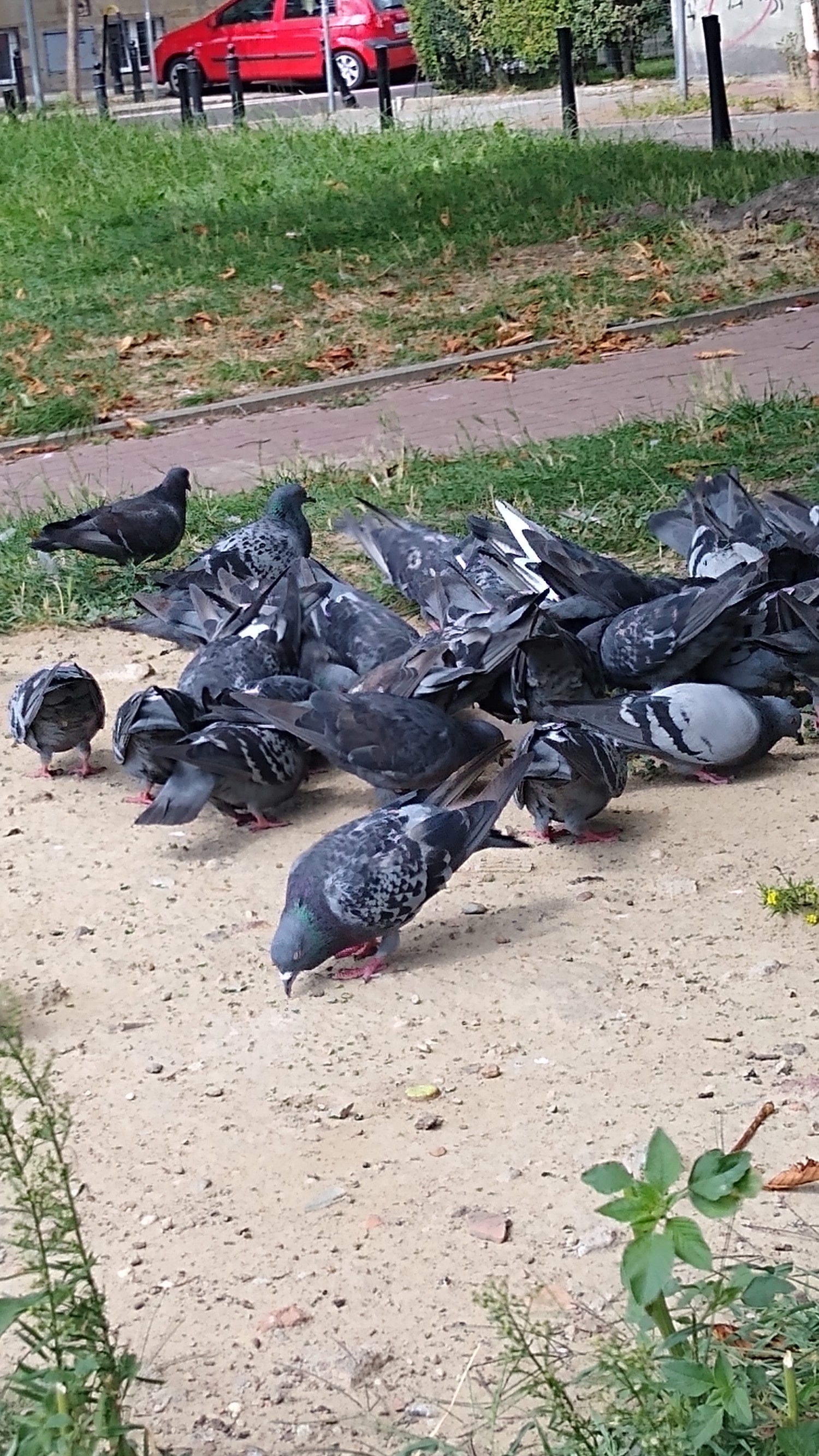 livebirdspoland_dc59833c2a708e8f3ffd418bb45083c5.jpg
